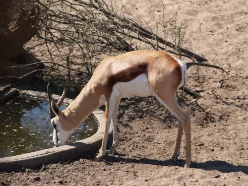 Springbok Cooling Off